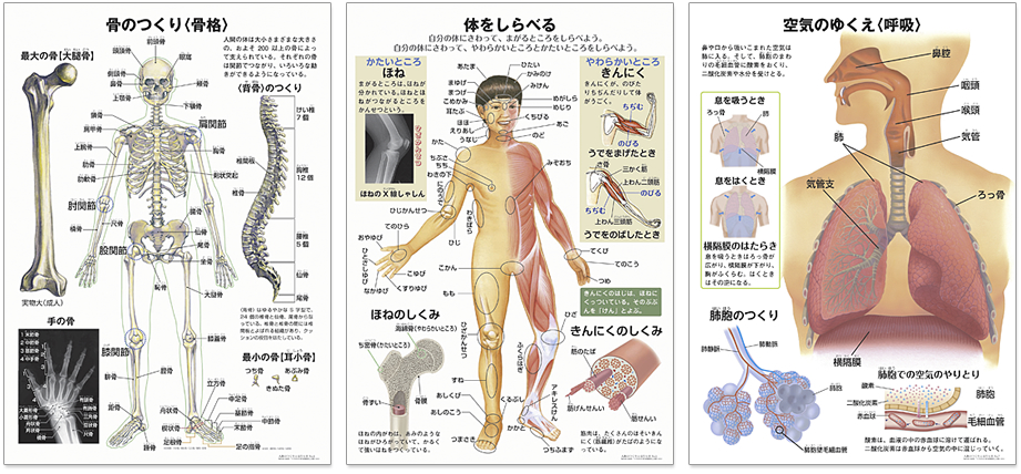 人体のつくりとはたらき